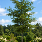 Jelša lepkavá  (Alnus glutinosa) ‘IMPERIALIS’  - výška 100-120 cm, kont. C3L